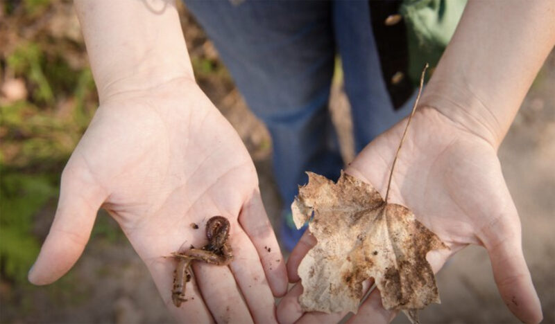 New research shows how invasive worms are changing UP forest soils